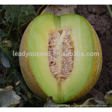 Semilla de semillas de melón dulce NSM011 Fafa híbrido para semillas pequeñas